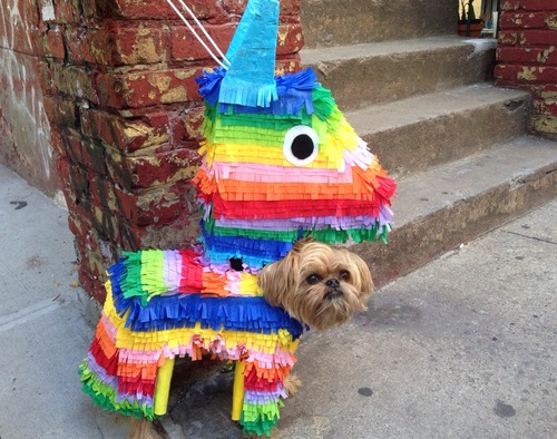 DIY Dog pinata costume